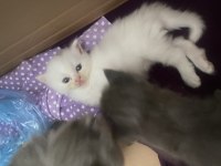 British shorthair yavru kedimiz