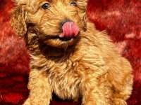 Çikolata tadında maltipoo browniler