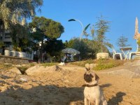 Pug cinsi köpeğim sahiplendirilecektir