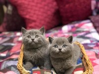 GÜZELLER GÜZELİ BRITISH SHORTHAİR YAVRULARIM 
