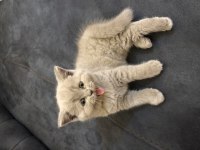 British shorthair lilac