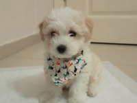 Dünya tatlısı Maltese terrier