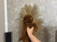 Bakımlı toy poodle