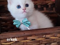 Maviş british prensimm