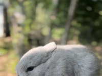 Netherland dwarf cüce tavşan yavruları