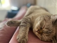 Bir Ömürlük Yuva Arıyor 1 Yaşında British Shorthair