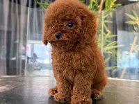Orjinal Toy Poodle Yabruları