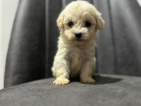 Maltipoo Adrese Teslim, Kapıda Ödeme Yapabilirsiniz