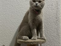 British shorthair yuvanızı benimle paylaşırmısınız
