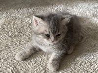 2 Aylık safkan british shorthair