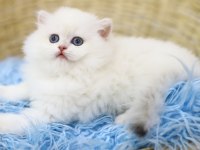 British longhair tostik