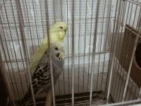 Sarı erkek mavi dişi çift muhabbet kuşu