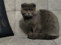 Acil sahiplendirme scottish fold