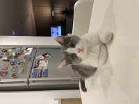 Onu ömür boyu sevecek exotic shorthair ailesini arıyoruz