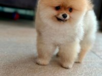 Pomeranian boo yavrular scrli safkan