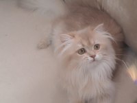 British longhair lilak golden sevimli cana yakın uysal