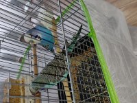 Çift Jumbo Muhabbet Kuşu Satılık veya Takas
