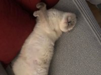 3 Yaşında Dişi Scottish Fold Blue Point