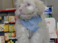 Albino maltese yeni ailesini arıyor