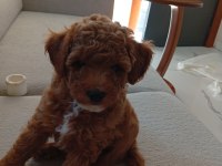 Sevimli yavru poodle