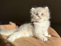 Harika Renk Blue Golden Ay11 British Longhair