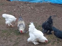 Orijinal brahma horozları