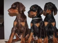 Siyah ve kızıl king doberman yavrularımız