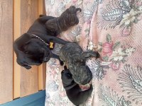 Safkan pug