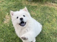 3 aylık dişi chow chow (çin aslanı)