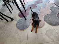 11 Aylık kimlikli çipli alman pinscher, wc eğitimi var