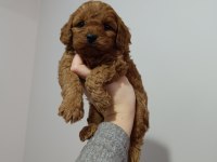 Maltipoo yavrularımız