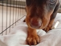 3 AYLIK KAHVERENGİ DOBERMAN