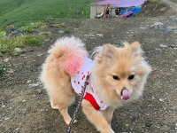 Çok güzel pomeranian dişi 1 yaşında ACİL
