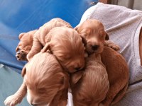 A Kalite Red Maltipoo Bebekler