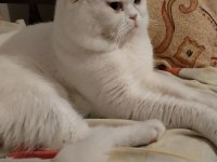 British Shorthair Paşamız Yeni Yuvasını Aramakta