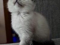 British Shorthair Colorpoint