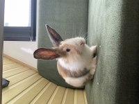 Munchie Lop Kırması Tavşan