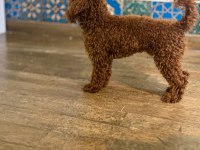 Köpeğimiz Danten aile arıyor