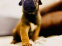 Malinois yavrular
