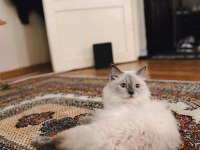 Dişi ragdoll kedime eş arıyorum