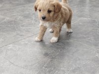MALTİPOO BEBEKLER