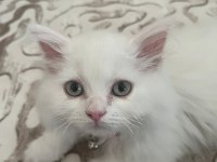 British longhair 8 aylık erkek