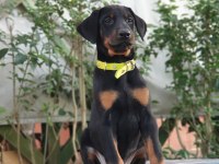 Doberman 2.5 aylık A şecereli