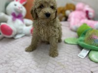 Erkek dişi üst kalite maltipoo köpekler