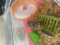 Genç Veya Yetişkin Hamsterlar