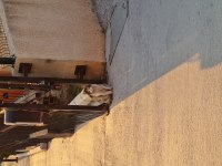 4 aylık dişi kısır yavru
