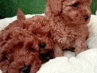 2 aylık dişi ve erkek toy poodle