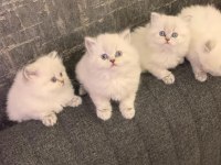 BRITISH LONGHAIR YAVRULARIM 