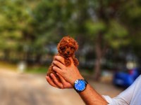 Bir şey yazmaya gerek yok sanırım poodle
