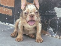 French bulldog dişi